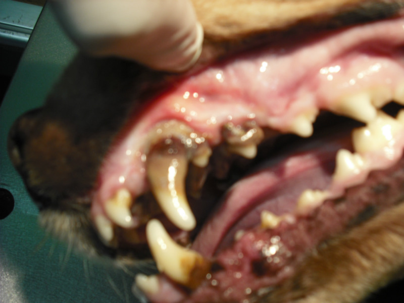 Patología dental en perro
